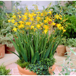 Montbrécia (Crocosmia) ‘GEORGE DAVISON’ - výška 20-25 cm, kont. P9/P11